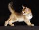 India Chausie Breeders, Grooming, Cat, Kittens, Reviews, Articles