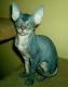 India Donskoy cat Breeders, Grooming, Cat, Kittens, Reviews, Articles