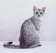 India Egyptian Mau cat Breeders, Grooming, Cat, Kittens, Reviews, Articles