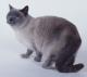 India European Shorthair cat Breeders, Grooming, Cat, Kittens, Reviews, Articles