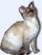 Pakistan German Rex Breeders, Grooming, Cat, Kittens, Reviews, Articles