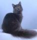 India Nebelung Breeders, Grooming, Cat, Kittens, Reviews, Articles