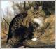 India Norwegian Forest Breeders, Grooming, Cat, Kittens, Reviews, Articles