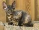 Pakistan Oregon Rex Breeders, Grooming, Cat, Kittens, Reviews, Articles