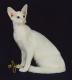 India Oriental Longhair Breeders, Grooming, Cat, Kittens, Reviews, Articles