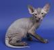 India Peterbald Breeders, Grooming, Cat, Kittens, Reviews, Articles