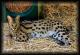 Pakistan Savannah Breeders, Grooming, Cat, Kittens, Reviews, Articles