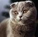 India Scottish Fold Breeders, Grooming, Cat, Kittens, Reviews, Articles