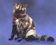 India Selkirk Rex Breeders, Grooming, Cat, Kittens, Reviews, Articles