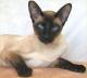 India Siamese Breeders, Grooming, Cat, Kittens, Reviews, Articles