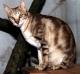 India Sokoke Breeders, Grooming, Cat, Kittens, Reviews, Articles