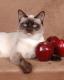 India Old-style Siamese Breeders, Grooming, Cat, Kittens, Reviews, Articles