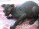 Pakistan Ukrainian Levkoy Breeders, Grooming, Cat, Kittens, Reviews, Articles