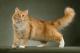 Pakistan Siberian Breeders, Grooming, Cat, Kittens, Reviews, Articles