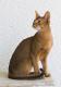 UK Abyssinian Breeders, Grooming, Cat, Kittens, Reviews, Articles