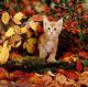 UK American Polydactyl Breeders, Grooming, Cat, Kittens, Reviews, Articles