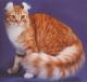 UK American Curl Breeders, Grooming, Cat, Kittens, Reviews, Articles