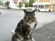 UK American Longhair Breeders, Grooming, Cat, Kittens, Reviews, Articles