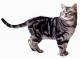 UK American Shorthair Breeders, Grooming, Cat, Kittens, Reviews, Articles