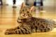 USA Bengal Breeders, Grooming, Cat, Kittens, Reviews, Articles