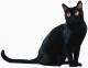 UK Bombay Breeders, Grooming, Cat, Kittens, Reviews, Articles