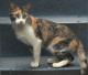 UK Brazilian Shorthair Breeders, Grooming, Cat, Kittens, Reviews, Articles