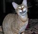 Canada Chausie Breeders, Grooming, Cat, Kittens, Reviews, Articles