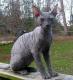 Canada Cornish Rex Breeders, Grooming, Cat, Kittens, Reviews, Articles
