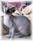 Canada Don Sphynx Breeders, Grooming, Cat, Kittens, Reviews, Articles