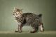 USA Kurilian Bobtail Breeders, Grooming, Cat, Kittens, Reviews, Articles