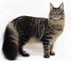 Canada Maine Coon Breeders, Grooming, Cat, Kittens, Reviews, Articles