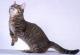 UK Munchkin Breeders, Grooming, Cat, Kittens, Reviews, Articles