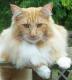USA Norwegian Forest Breeders, Grooming, Cat, Kittens, Reviews, Articles