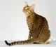 Canada Ocicat Breeders, Grooming, Cat, Kittens, Reviews, Articles
