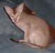 USA Oriental Bicolour Breeders, Grooming, Cat, Kittens, Reviews, Articles