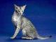 UK Oriental Shorthair Breeders, Grooming, Cat, Kittens, Reviews, Articles