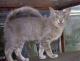 UK Oriental Longhair Breeders, Grooming, Cat, Kittens, Reviews, Articles