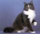 UK Ragamuffin Breeders, Grooming, Cat, Kittens, Reviews, Articles