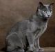 Canada Russian Blue Breeders, Grooming, Cat, Kittens, Reviews, Articles