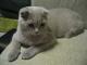 Canada Scottish Fold Breeders, Grooming, Cat, Kittens, Reviews, Articles