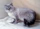 UK Selkirk Rex Breeders, Grooming, Cat, Kittens, Reviews, Articles