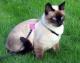 UK Siamese Breeders, Grooming, Cat, Kittens, Reviews, Articles