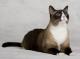 UK Snowshoe Breeders, Grooming, Cat, Kittens, Reviews, Articles