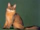 UK Somali Breeders, Grooming, Cat, Kittens, Reviews, Articles