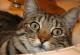 UK Sumxu Breeders, Grooming, Cat, Kittens, Reviews, Articles