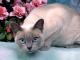 Canada Tonkinese Breeders, Grooming, Cat, Kittens, Reviews, Articles