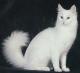 Canada Turkish Angora Breeders, Grooming, Cat, Kittens, Reviews, Articles