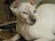 USA Ukrainian Levkoy Breeders, Grooming, Cat, Kittens, Reviews, Articles