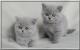 UK Ussuri Breeders, Grooming, Cat, Kittens, Reviews, Articles