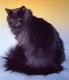 UK Siberian Breeders, Grooming, Cat, Kittens, Reviews, Articles